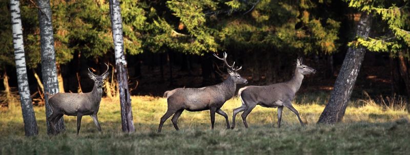 Дикие фото превью