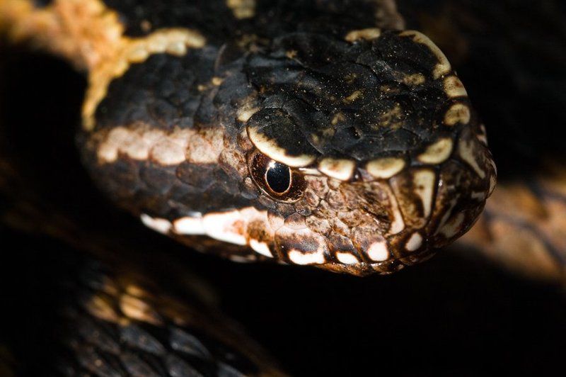 гадюка, орлова Гадюка Орлова. фото превью