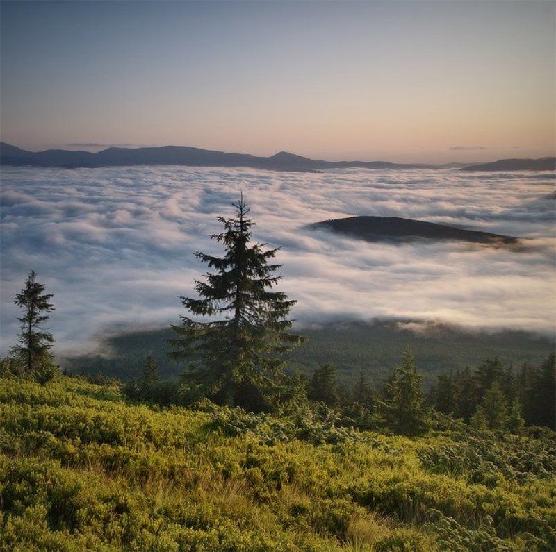 ёлочка фото превью