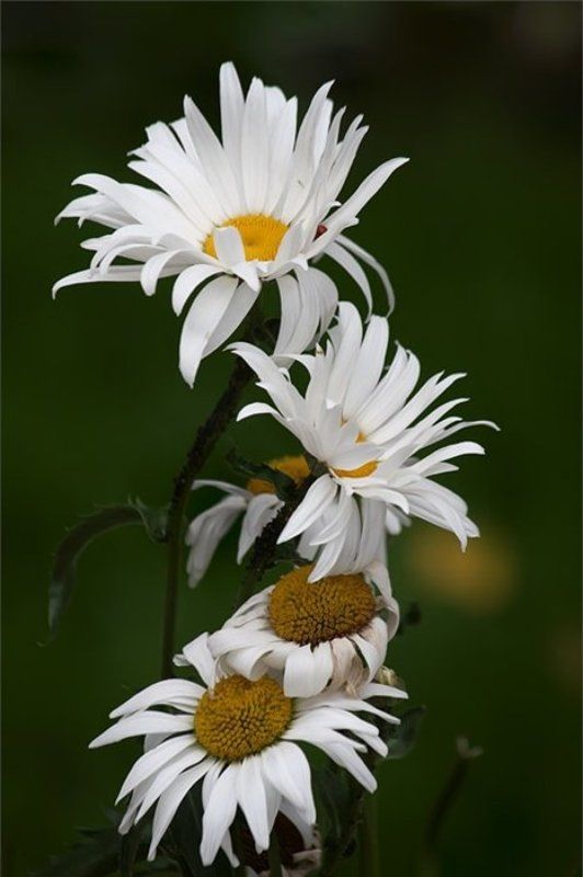 природа, цветы, ромашка Ромашки - лохматушки... Девчонки-хохотушки.. фото превью