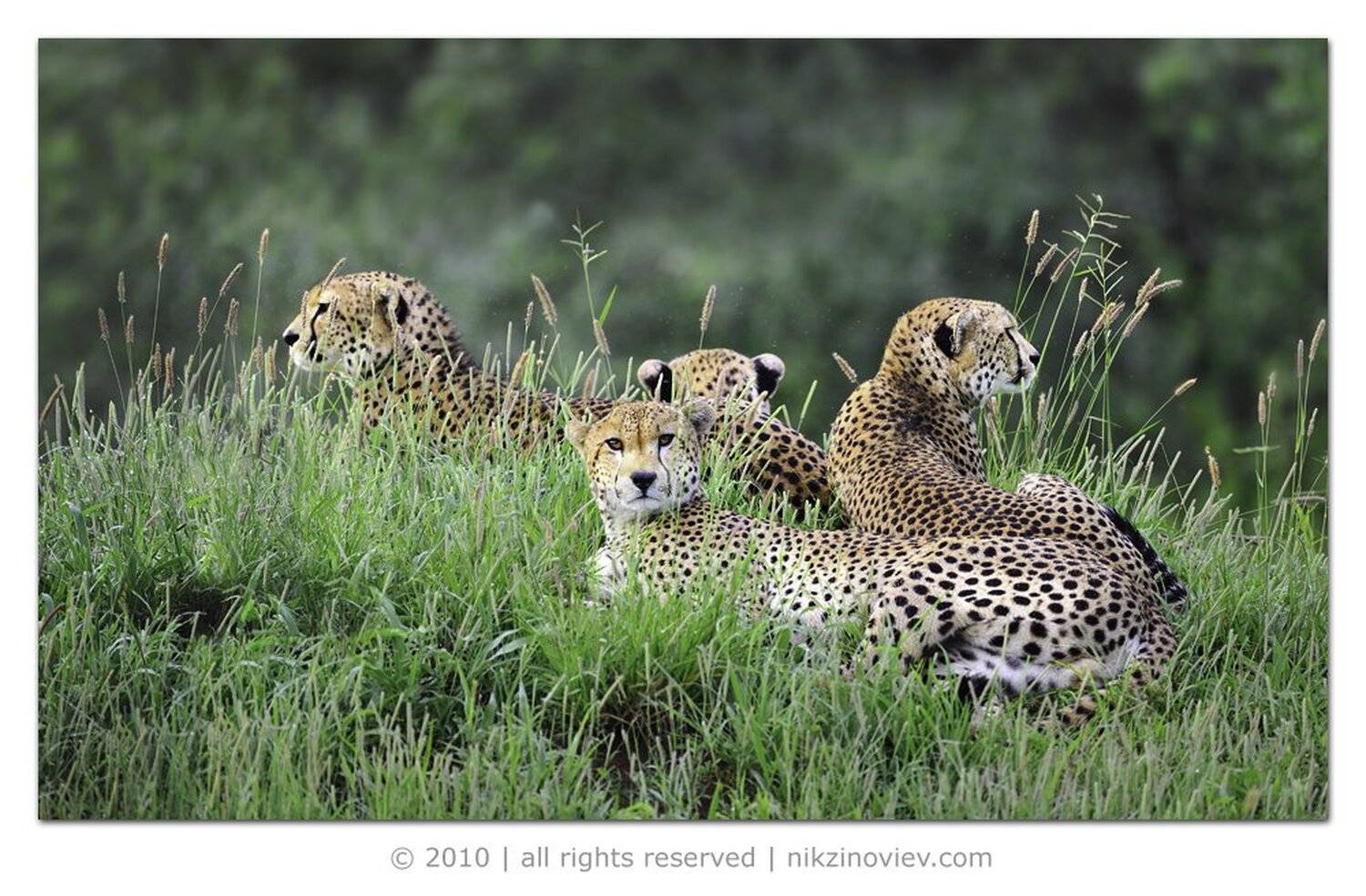 африка, гепард, тарангире, танзания, Николай Зиновьев