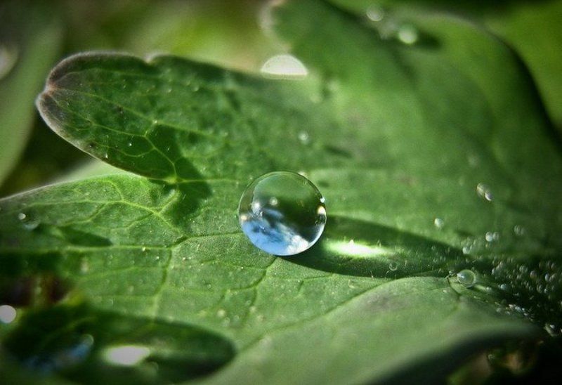 Жемчужина фото превью