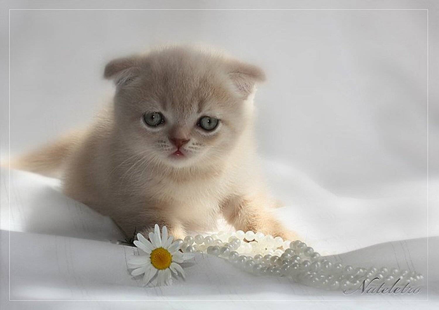 шотландский, вислоухий, котик, Nateletro