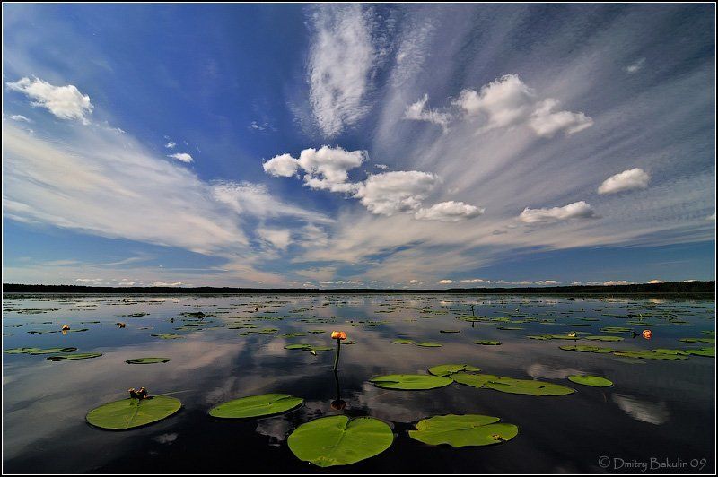 карелия, важеозеро, природа, цветок, небо, облака соло для кувшинки с оркестром фото превью
