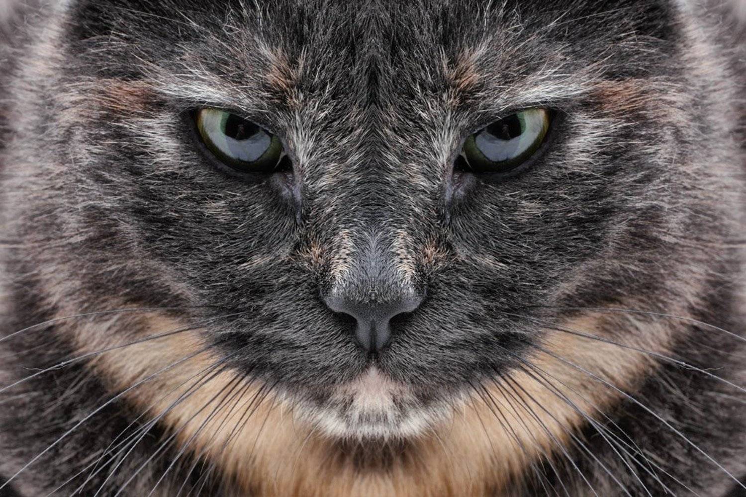 кошка, зеркальное отражение, Засыпко Андрей