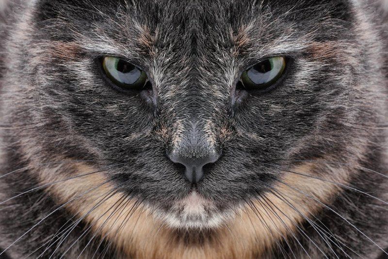 кошка, зеркальное отражение Ассолька - отражение фото превью