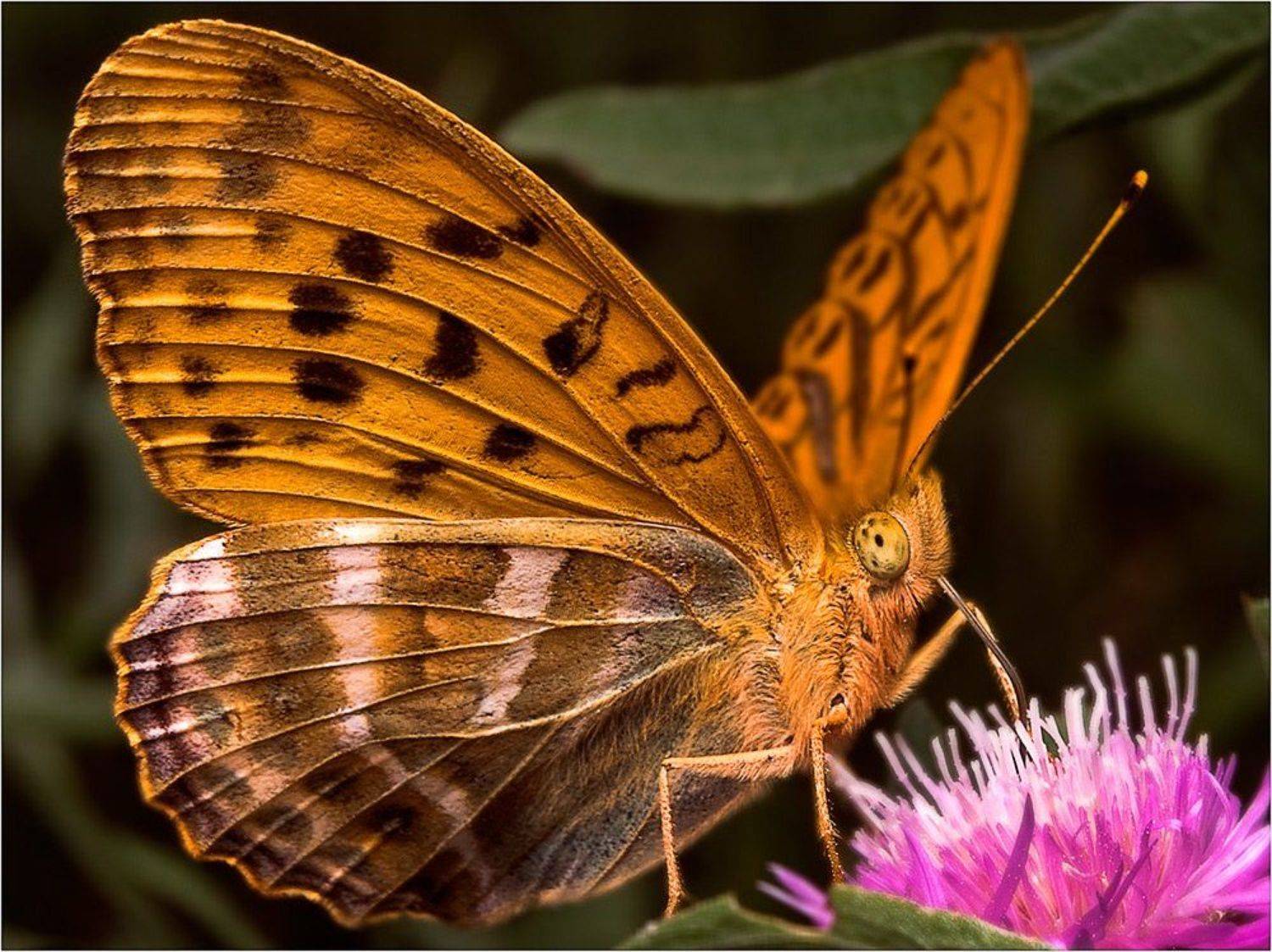 бабочка, Курочкин Валерий