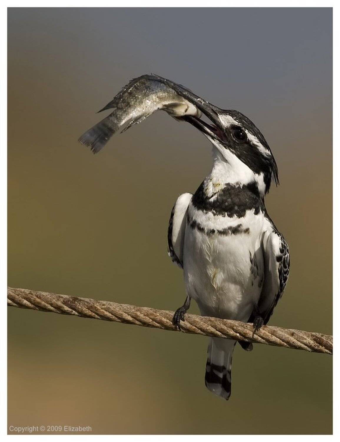 малый, пегий, зимородок, pied, kingfisher, израиль, Elizabeth Etkind