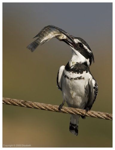 Kingfisher
