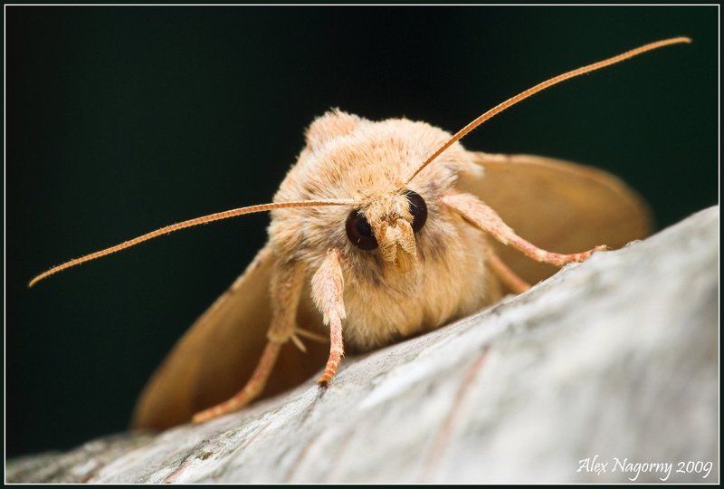 макро, фото, александр нагорный, портрет, бабочка, пяденица, geometridae, берёза  фото превью