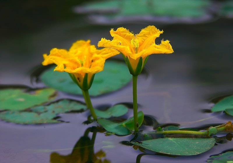 * * фото превью