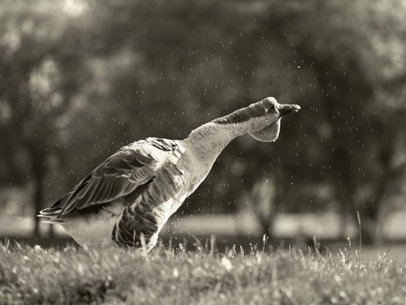 С гуся вода фото превью