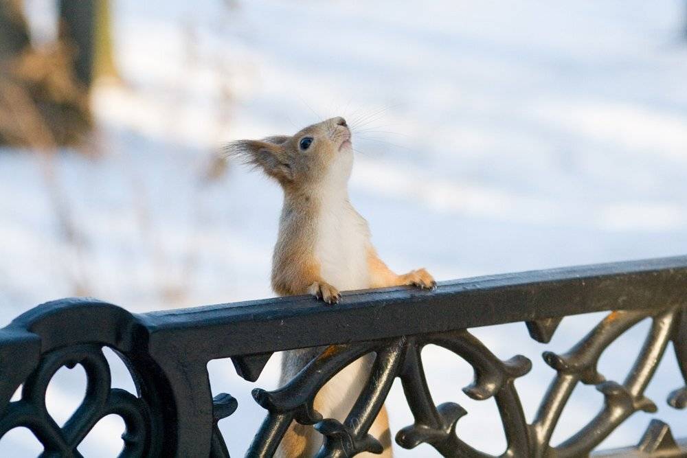 белка, зима, парк, царицыно, природа, животные, Динара