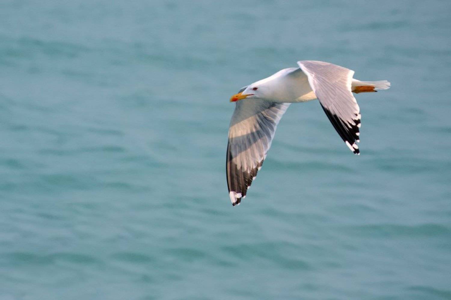 чайка, море, вода, голубой, серый, белый, Засыпко Андрей