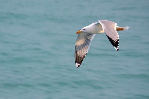 Орешки говоришь - в пролёте