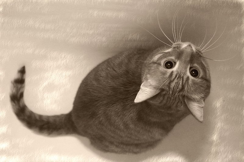 Кошка-мышка фото превью