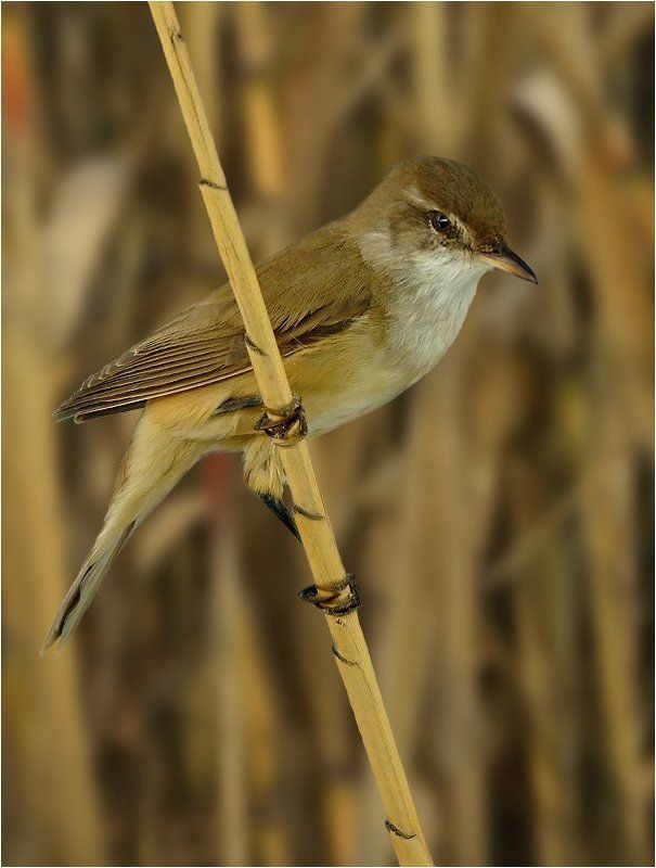 камышовка Птичка-невеличка фото превью