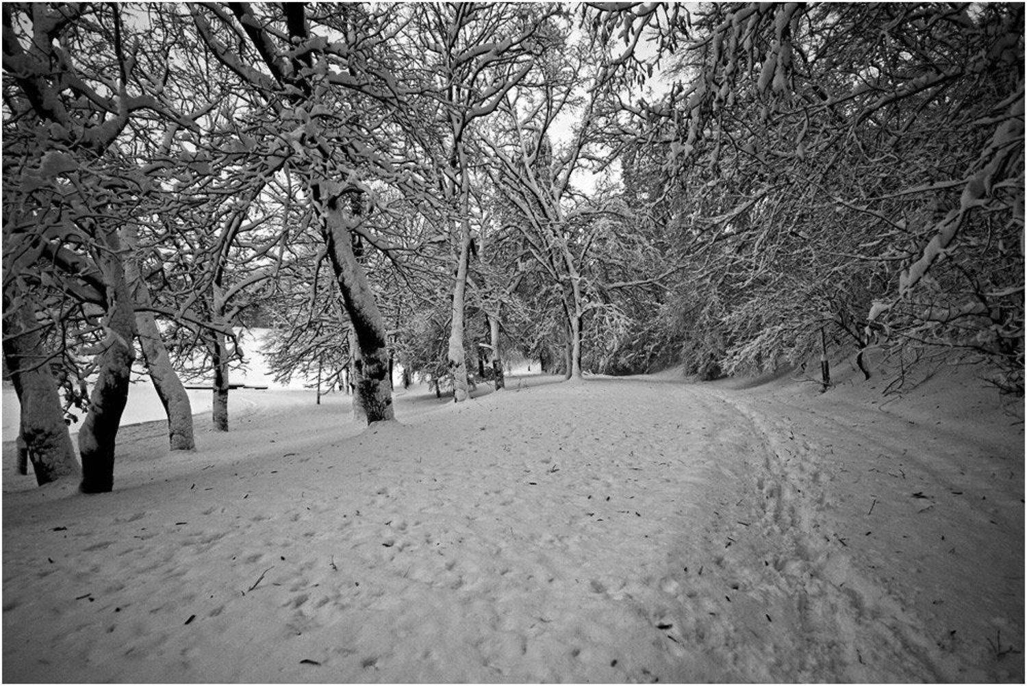 , Игорь Шевченко