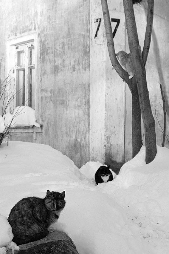 , Виталий Мазурин