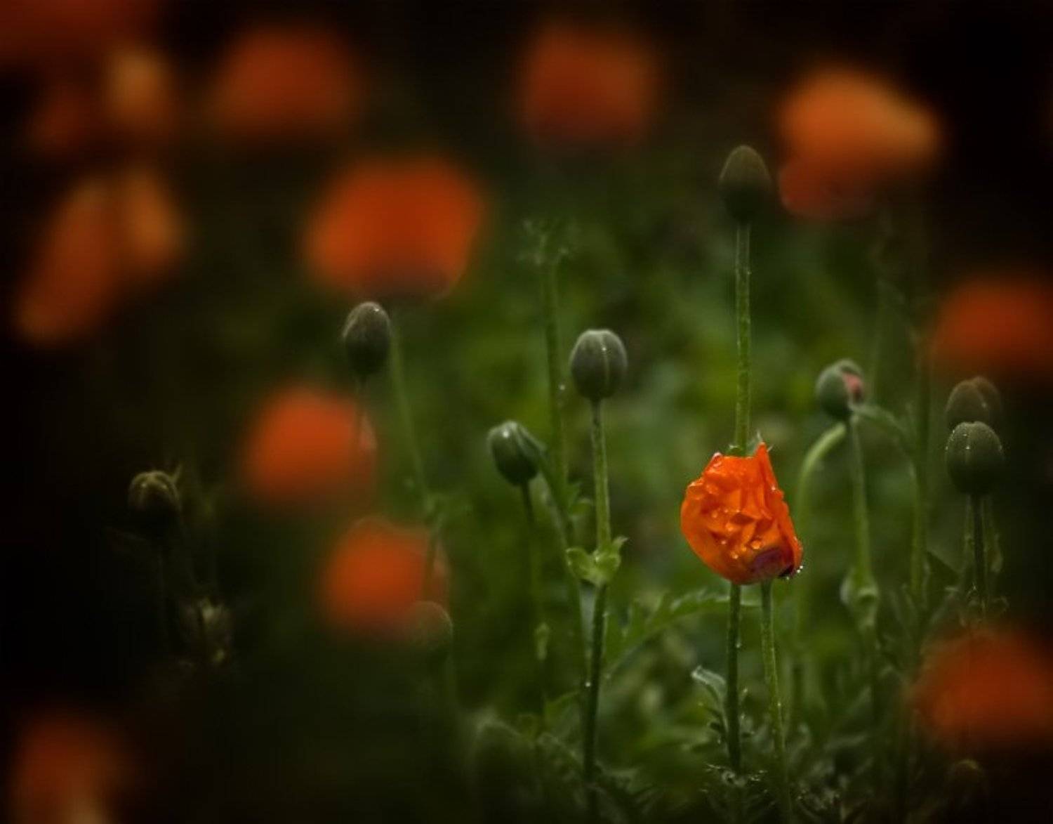 мак, прошлое лето