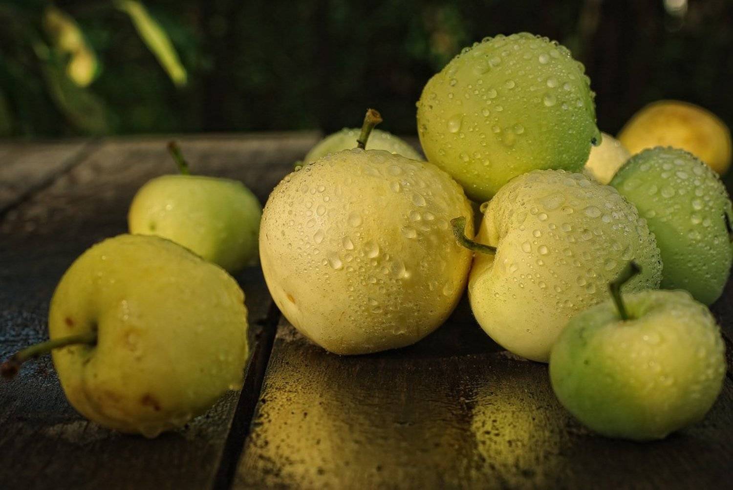 яблоки, дождь, капли, прошлое лето