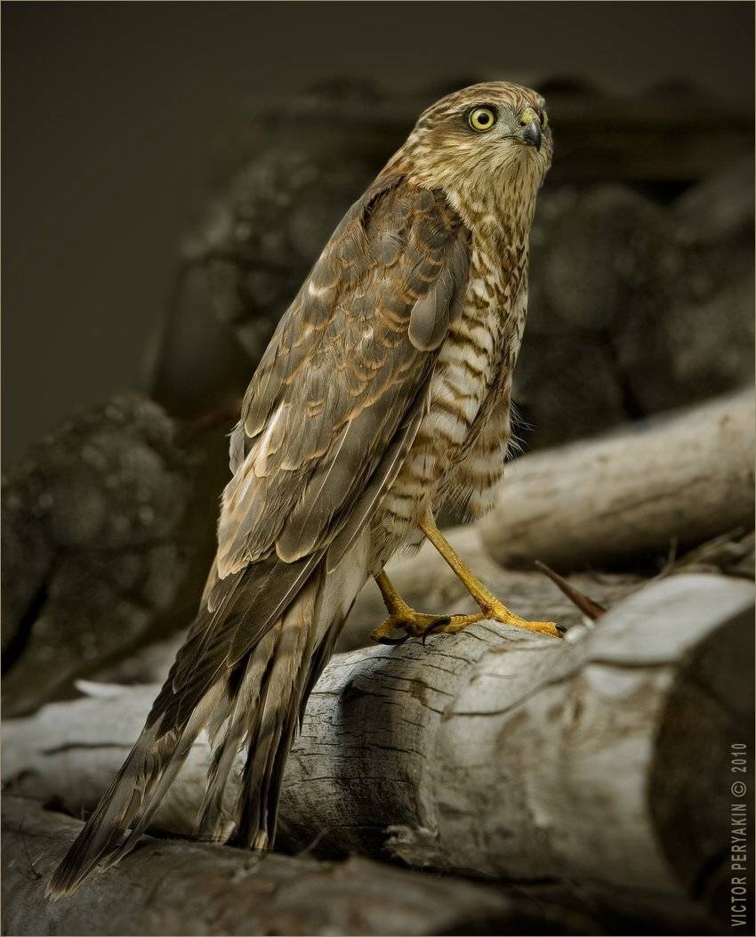 , Виктор Перякин