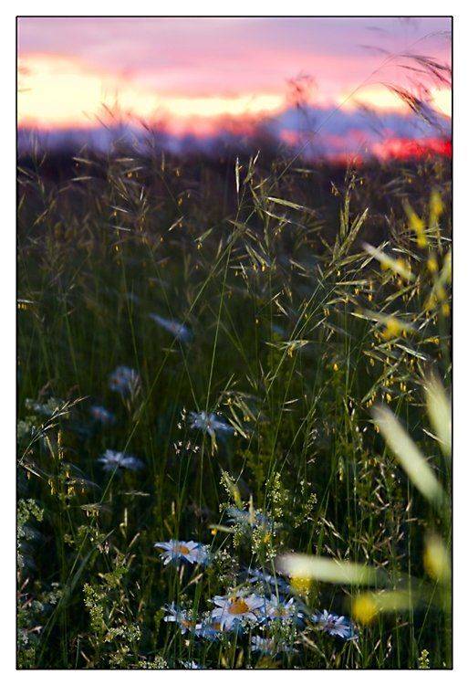 поле, колокольчик, Александр Мартынов