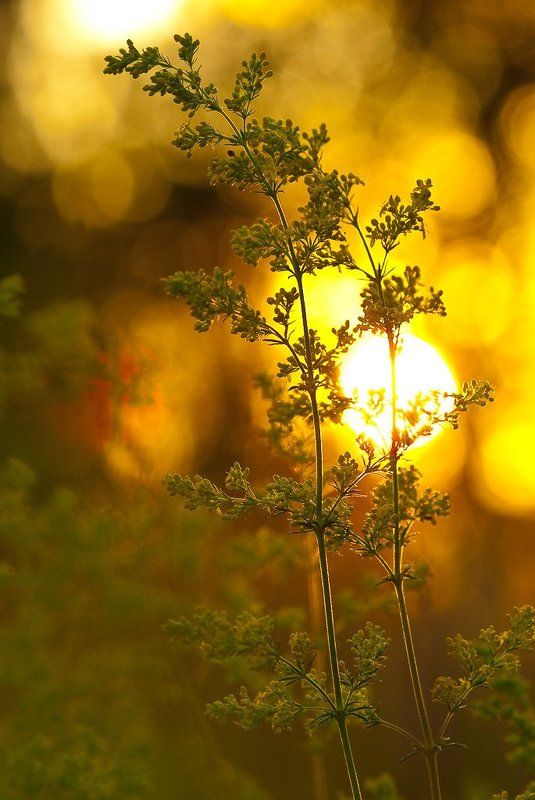травы, закат, свет Травы на закате.. фото превью
