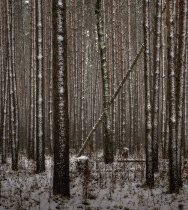 лес, сосны, снег, прошлое лето