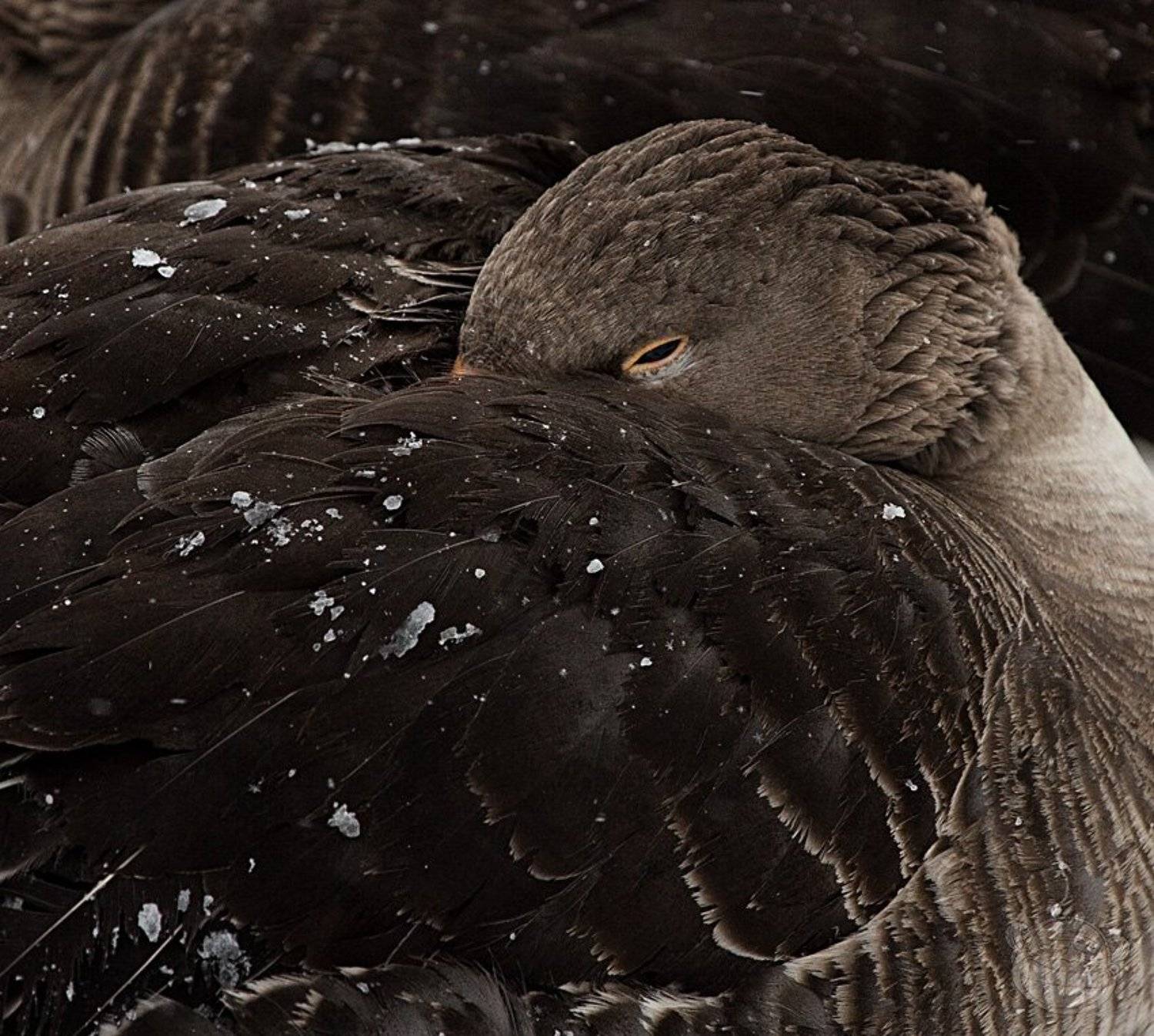 птица, отдых, полынья, Amazon-san