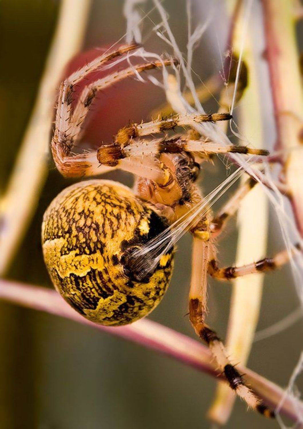 паук, паутина, Курочкин Валерий