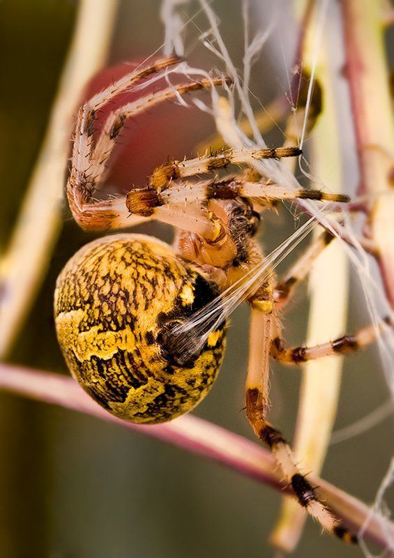 паук, паутина Так рождается паутина. фото превью