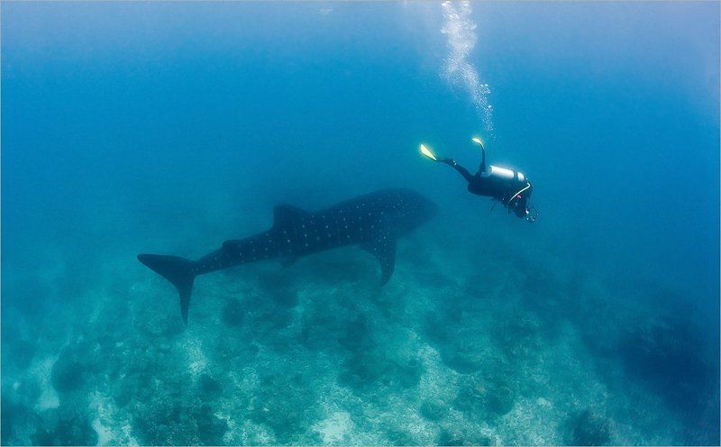 шок_и_трепет Догонялки фото превью