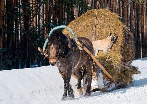 Доставка сена на дом