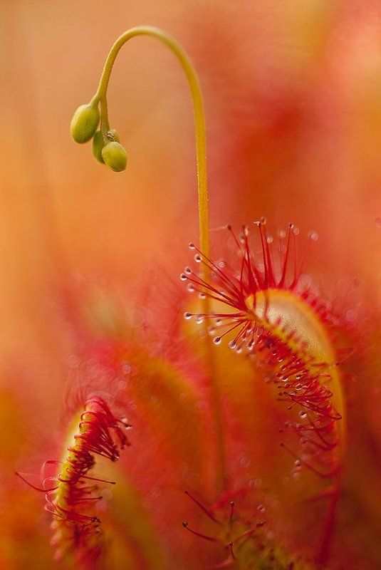 росянка, липучка, макро о росянке... фото превью