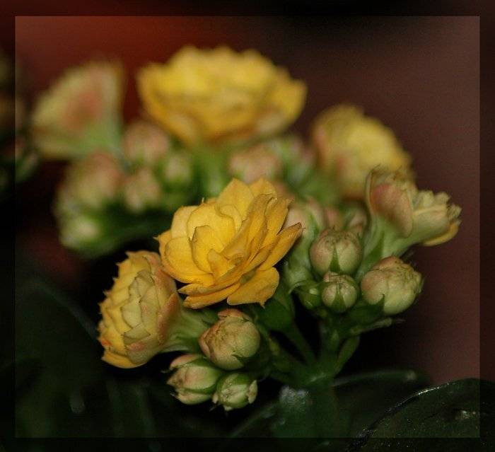 , Юлия Чекмарева