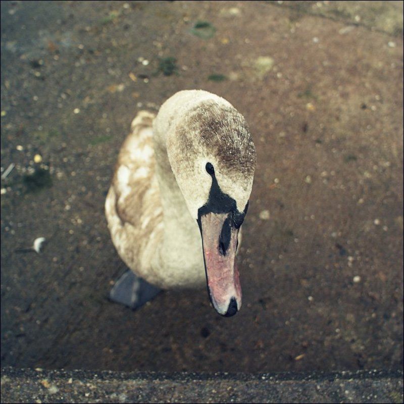 селезень [drake] фото превью