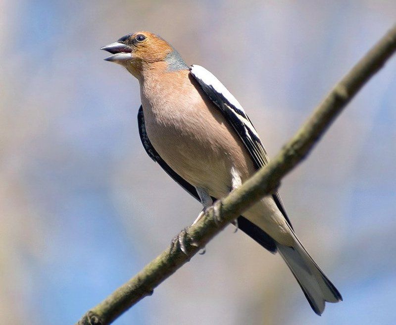 зяьлик фото превью