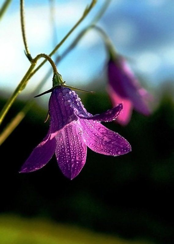 лето,цветы Звенит, только тихонько фото превью