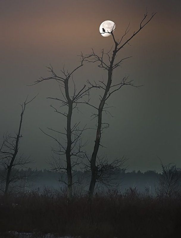 Луна,  дерево,  ворон. фото превью