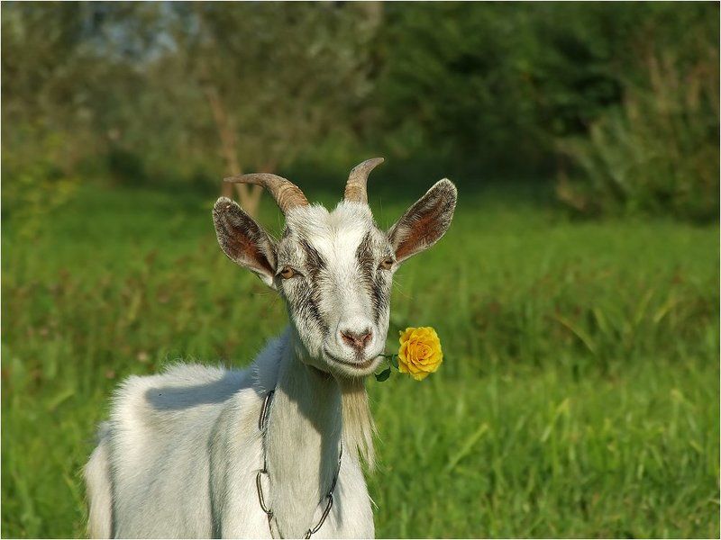 Прости, любимая, я был козлом фото превью