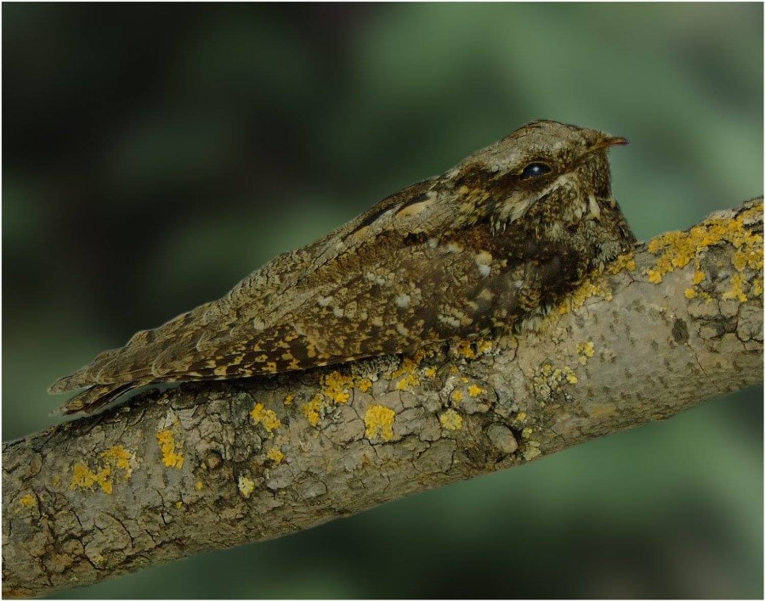 козодой, обыкновенный, sannic