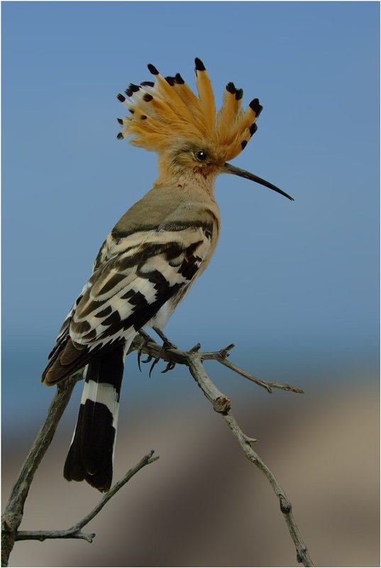 удод Птица Говорун фото превью