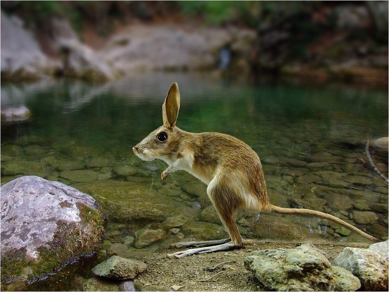 большой, крымский, тушканчик На водопое как-то раз... фото превью