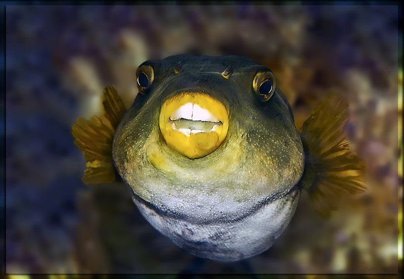 ### фото превью