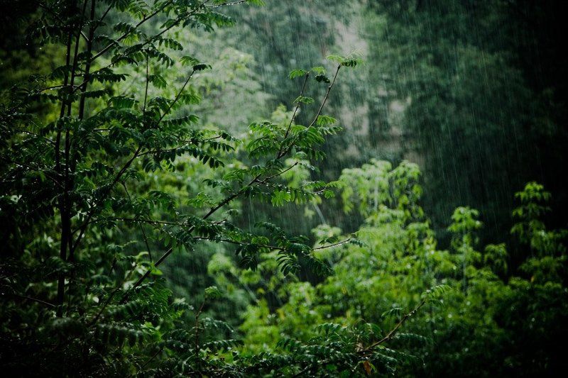 Летний Дождь фото превью