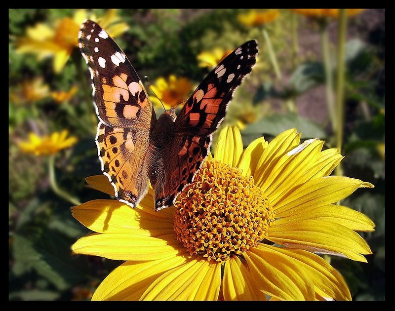 Кусочек лета фото превью