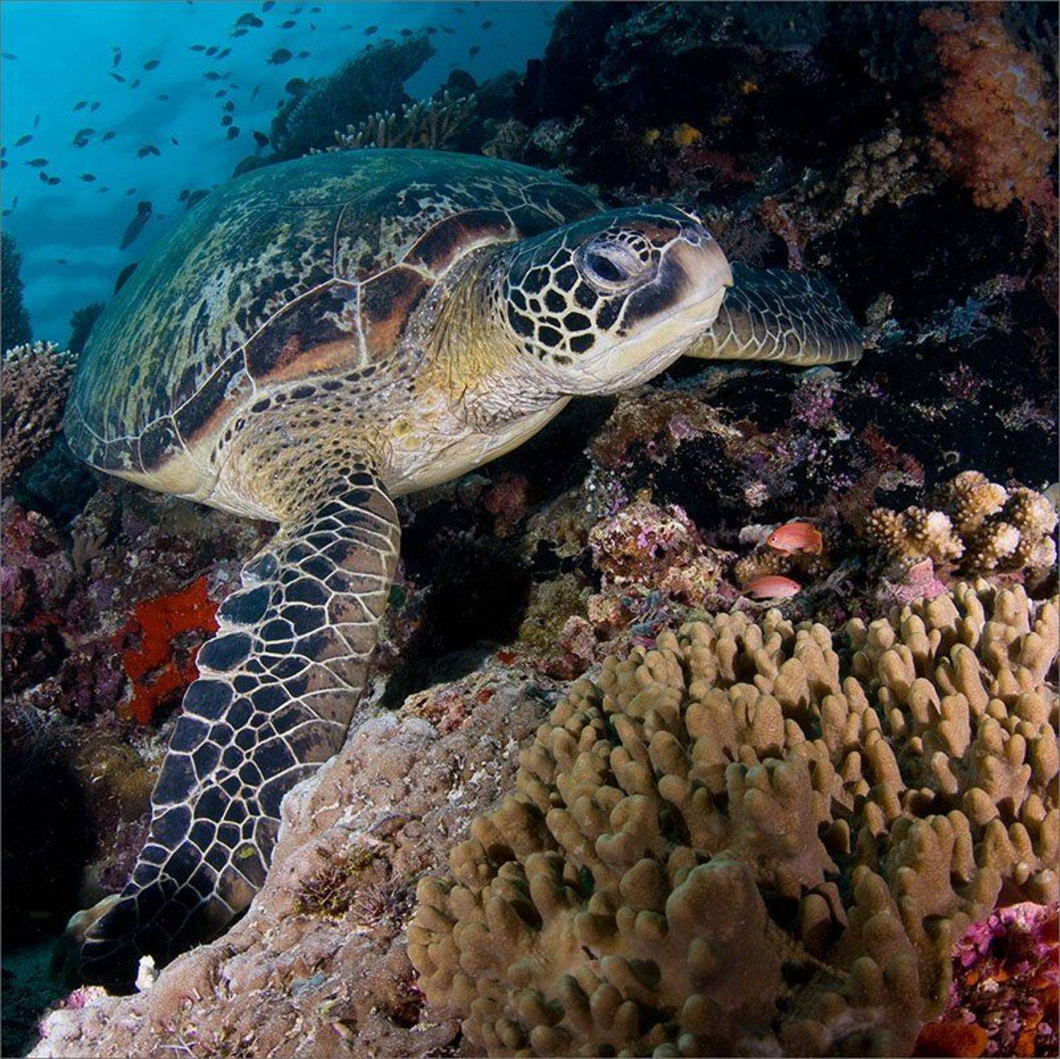 чирипахо, Нетушки