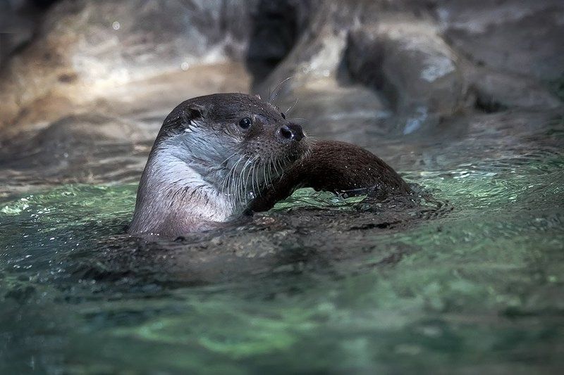 московский, зоопарк, выдра Извиняйте, мне не до улыбки: Кто то спёр заныканную рыбку... фото превью