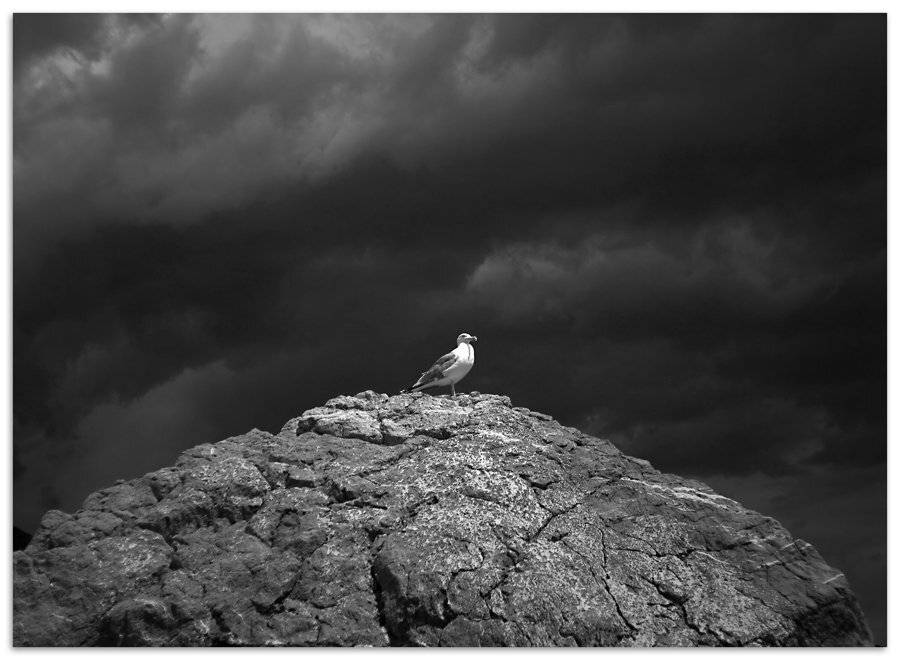 чайка, море, симеиз, Александр Мартынов